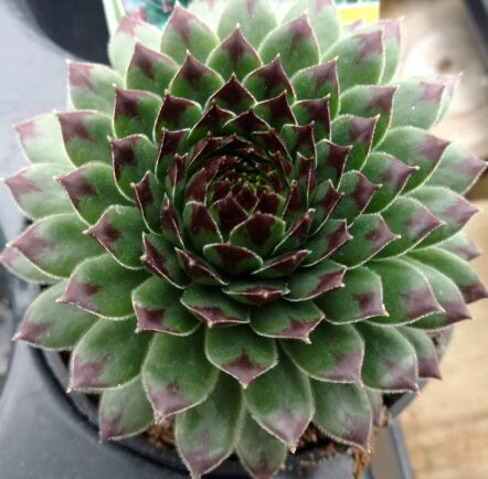 Saulrietenis 'Appletini'